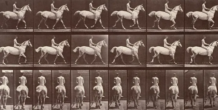 Animal Locomotion : Cheval blanc au pas (panneaux aluminium)