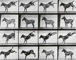 Online Animal Locomotion : Ruade d'un âne (panneaux aluminium) Panneaux Aluminium|Toiles Encadrées