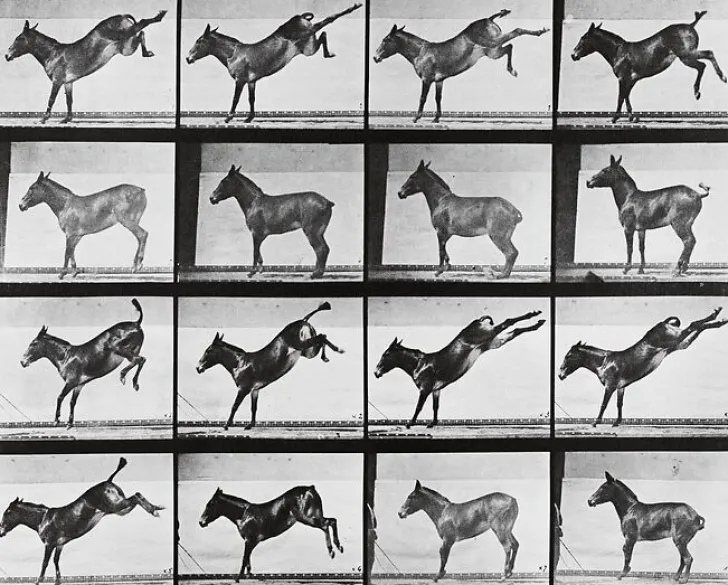 Online Animal Locomotion : Ruade d'un âne (panneaux aluminium) Panneaux Aluminium|Toiles Encadrées