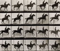 Animal Locomotion : Saut d'obstacle, cheval noir (panneaux aluminium)
