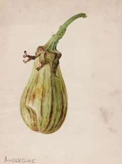 Aubergine - Solanum melongena (toiles encadrées)