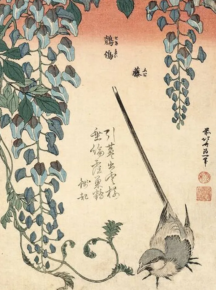 Bergeronnette et glycine (toiles sans cadre)