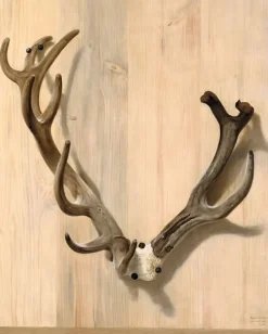 Clearance Bois d'un cerf attaqué à la Haute-Queue à Compiègne (panneaux aluminium) Panneaux Aluminium|Panneaux Acryliques
