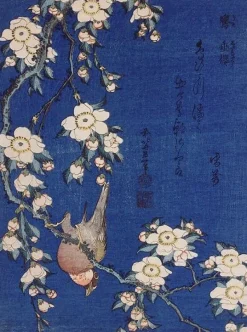 Bouvreuil et cerisier pleureur en fleur (toiles sans cadre)