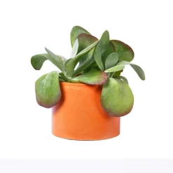 Cache-pot XXL - Béton Orange