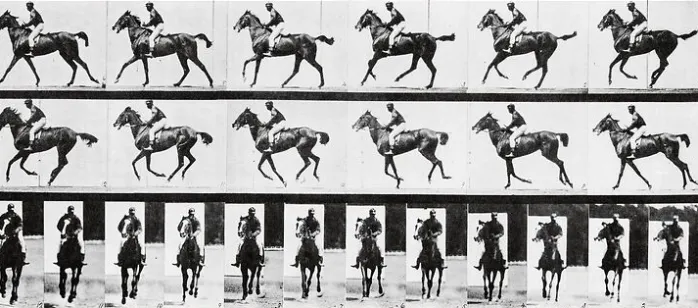 Cheval au galop (affiches d'art encadrées)