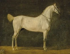 Cheval de Napoléon "le Distingué" (toiles sans cadre)
