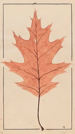 Chêne rouge d'Amérique (panneaux aluminium)