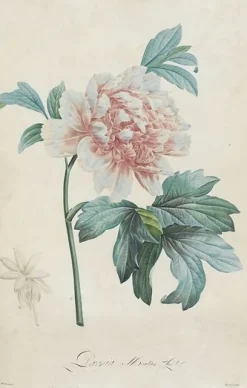 Description des plantes rares que l'on cultive à Navarre et à Malmaison I/II (toiles encadrées) Toiles Encadrées|Affiches D'Art Encadrées
