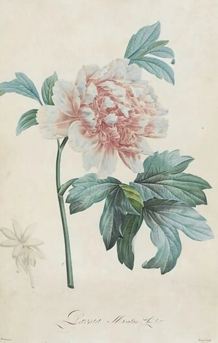 Description des plantes rares que l'on cultive à Navarre et à Malmaison I/II (toiles encadrées) Toiles Encadrées|Affiches D'Art Encadrées