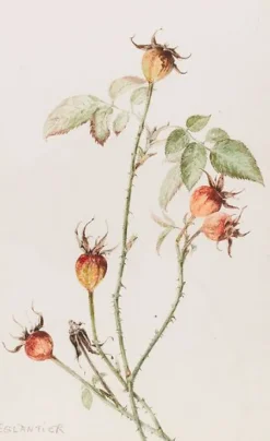 Eglantier - Rosa (panneaux acryliques)