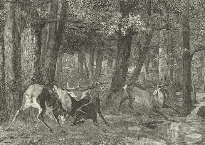 Estampe Combat de cerfs - Gustave Courbet