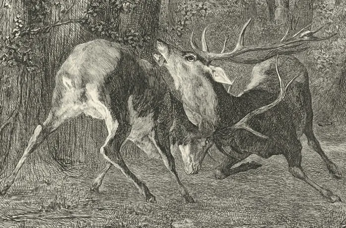 Estampe Combat de cerfs - Gustave Courbet