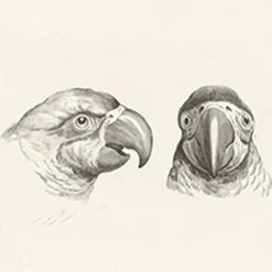 Outlet Estampe Deux têtes de perroquets et deux têtes d'hommes Dessins