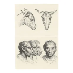 Estampe Deux têtes d'âne et Têtes d'homme à faciès d'âne