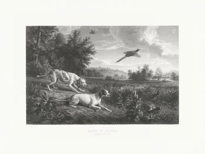 Estampe Diane et Blonde, chiennes de Louis XIV, chassant le faisan - François Desportes