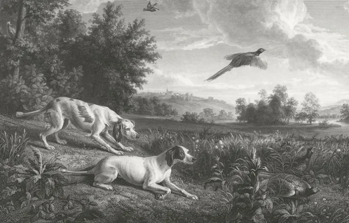 Estampe Diane et Blonde, chiennes de Louis XIV, chassant le faisan - François Desportes