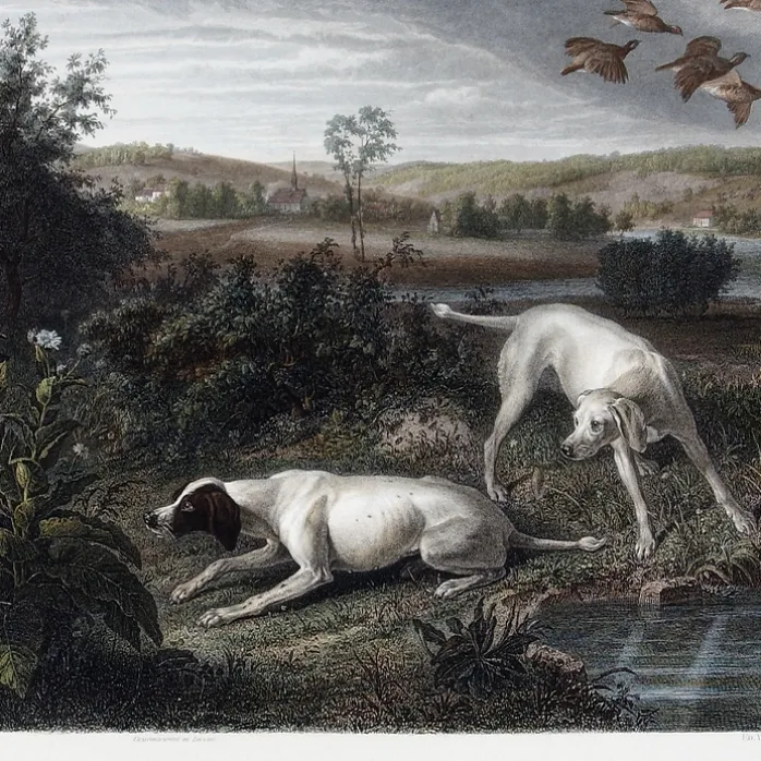 Estampe Folle et Mitte, chiennes de Louis XIV, à l'arrêt devant deux faisans - François Desportes