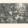 Estampe Groupe de plantes exotiques
