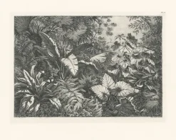 Estampe Groupe de plantes exotiques