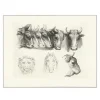 Estampe Têtes de bœufs, de lion et de cheval