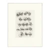 Outlet Estampe Yeux de tigre, de loup-cervier et de chat Nature, Fleurs Et Paysages
