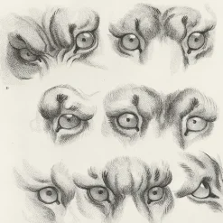 Outlet Estampe Yeux de tigre, de loup-cervier et de chat Nature, Fleurs Et Paysages