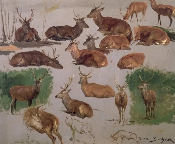 Etude de cerf ; 19 esquisses (toiles sur châssis)