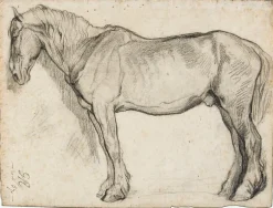 Etude de cheval (panneaux acryliques)