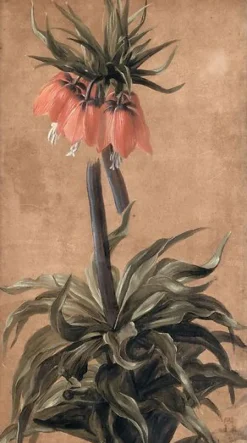 Fritillaire (toiles sans cadre)
