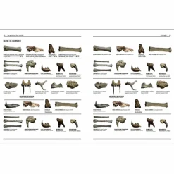 Homo faber - 2 millions d'années d'histoire de la pierre taillée - De l'Afrique aux portes de l'Europe - Catalogue d'exposition