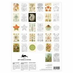 Hot Livret de coloriage pour enfants et adultes Art de la nature Haeckel - The Pepin Press Loisirs Créatifs