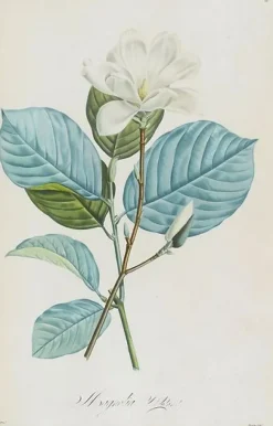 New Magnolia yulan (affiches d'art) Affiches D'Art|Affiches D'Art Encadrées