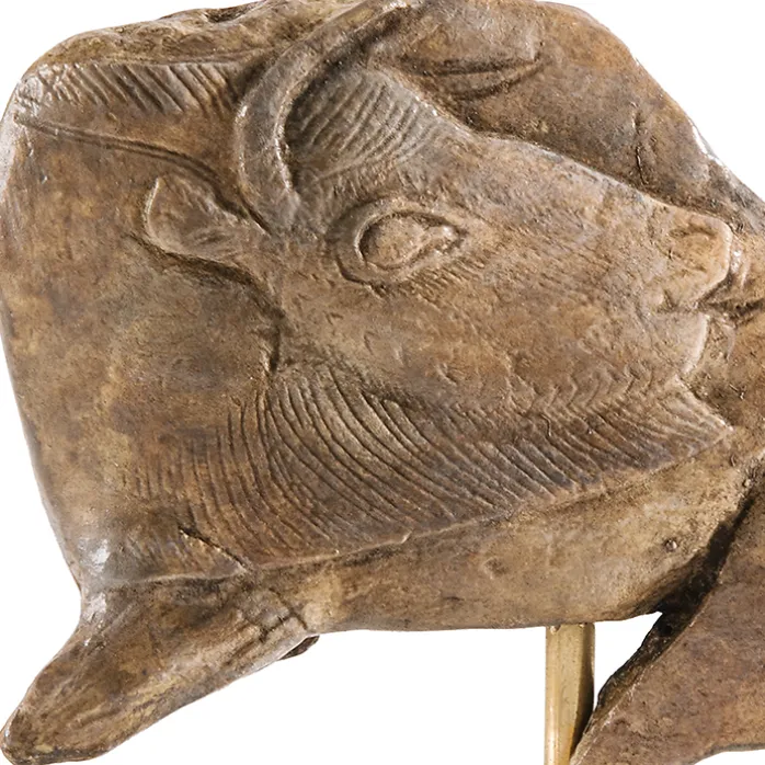 Moulage Bison se léchant