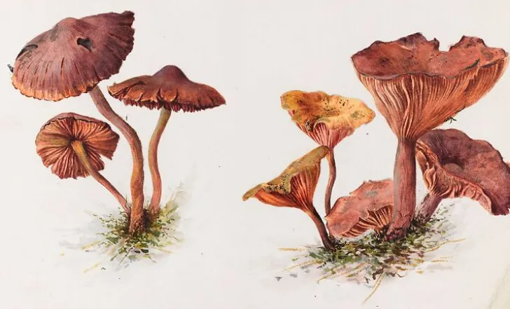 New Mousserons et chanterelles (affiches d'art encadrées) Affiches D'Art Encadrées