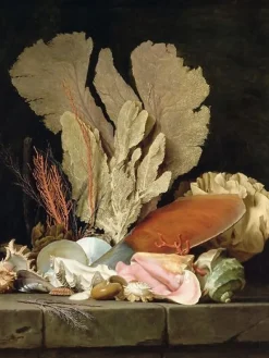 Nature morte avec panache de mer, coquillages et lithophytes (toiles encadrées)
