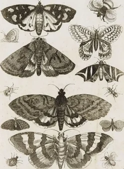 Planche d'insectes (panneaux aluminium)
