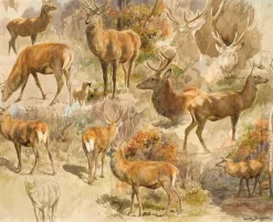 Quinze études de cerf (toiles encadrées)