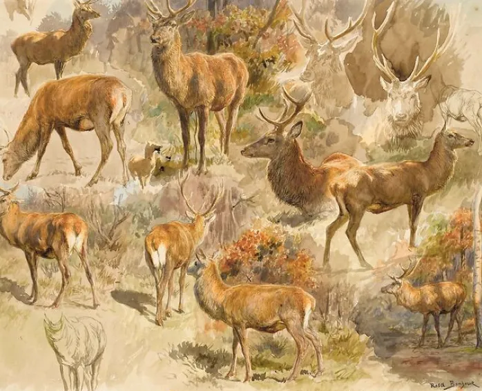 Quinze études de cerf (toiles encadrées)
