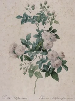 Rosier multifleurs à fleurs carnées (toiles encadrées)