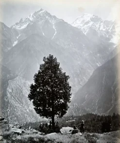 Hot The edible Pine (Pinus Gerardiana) near Chini [Himachal Pradesh. Pin], 1863-1870 (toiles encadrées) Toiles Encadrées|Affiches D'Art Encadrées