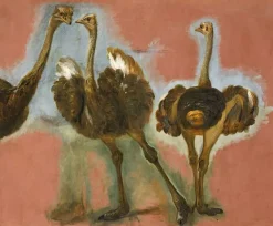 Triple étude d'une autruche (affiches d'art) Affiches D'Art|Toiles Sans Cadre