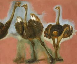 Triple étude d'une autruche (affiches d'art encadrées)