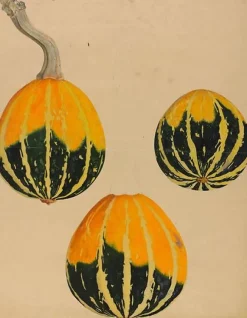 Best Trois études de courge - Cucurbita (toiles sans cadre) Toiles Sans Cadre|Affiches D'Art Encadrées
