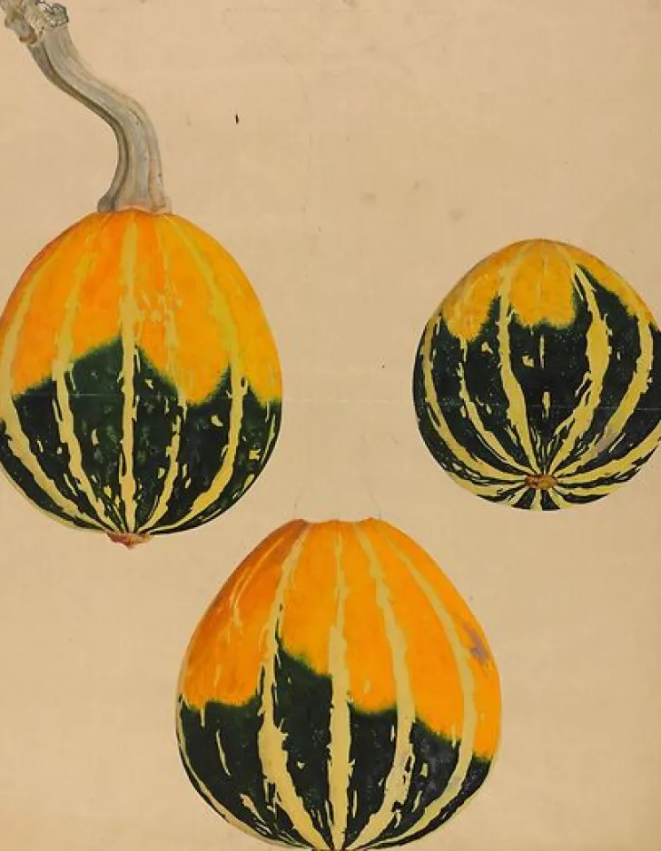 Best Trois études de courge - Cucurbita (toiles sans cadre) Toiles Sans Cadre|Affiches D'Art Encadrées