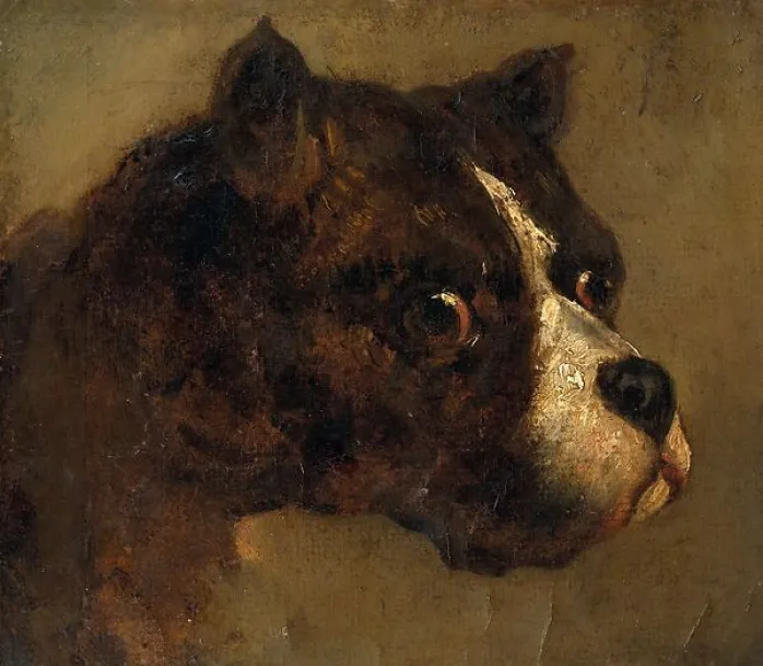 Tête de Bouledogue (toiles sans cadre)