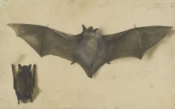 Une chauve-souris les ailes déployées, une autre les ailes repliées (affiches d'art)