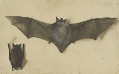 Discount Une chauve-souris les ailes déployées, une autre les ailes repliées (toiles sur châssis) Toiles Sur Châssis|Panneaux Acryliques