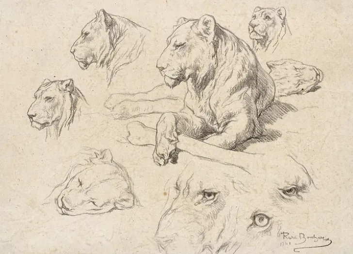 Best Une lionne couchée et études de sa tête et de ses yeux (toiles encadrées) Toiles Encadrées|Toiles Sans Cadre