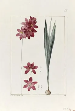 Une plante du jardin de Cels : ixia flilformis (panneaux aluminium)